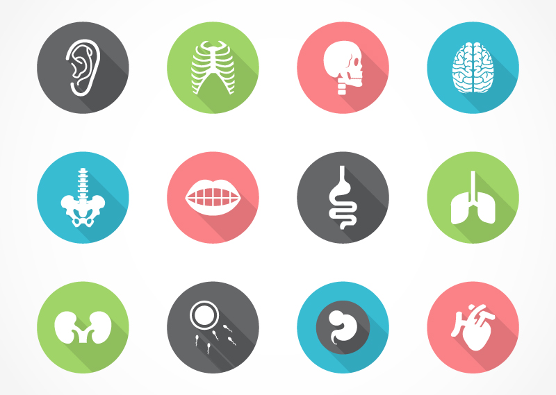 12 organes humains icon vecteur mat¨¦riel