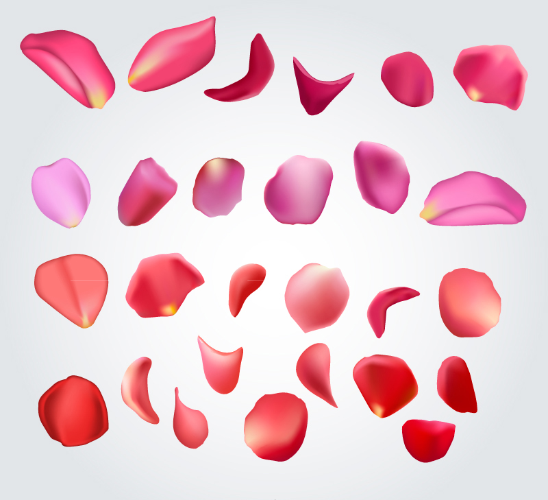 27, ptale de rose vecteur matriel de conception
