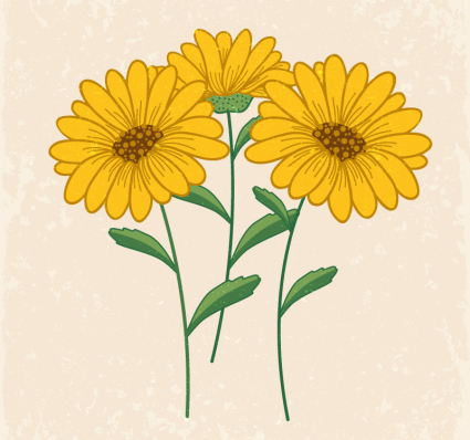 Belle marguerites jaunes vecteur mat¨¦riel