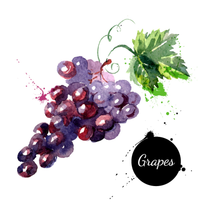 Aquarelle d¨¦licieux raisins vecteur mat¨¦riel