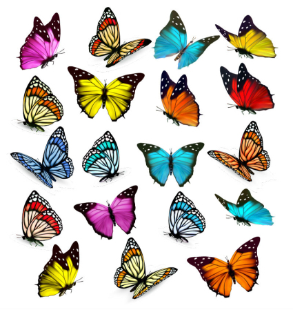 19 mod¨¨les de mat¨¦riel de vecteur couleur papillon