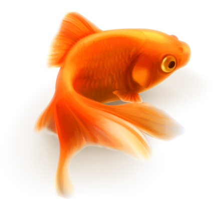Mat¨¦riel vecteur Goldfish conception r¨¦aliste