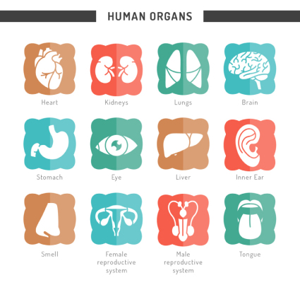 12 sortes d'organes humains icône vecteur