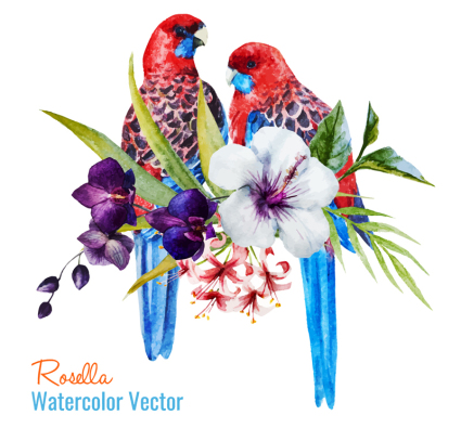 Peinte vecteur mat¨¦riel Parrot eau de rose