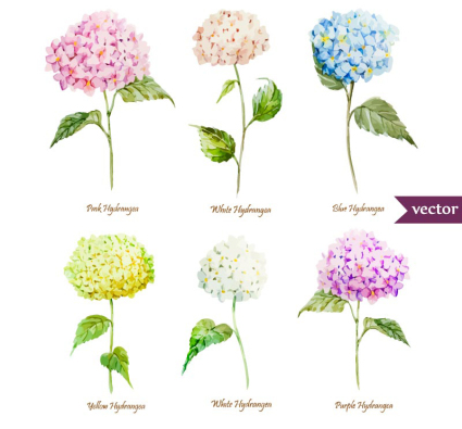 6 belles Vecteurs aquarelle d'hortensia
