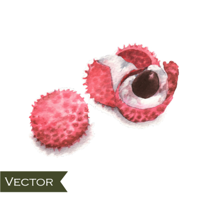 Peints litchi matriel vecteur de l'eau
