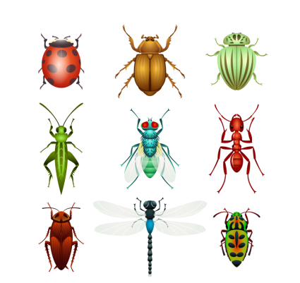9 types de mat¨¦riel de dessin vectoriel insectes