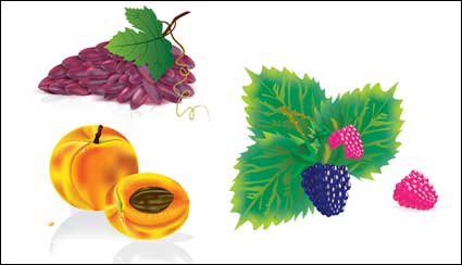 Plusieurs matires fruits vecteur commun