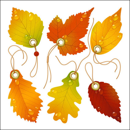 Exquisite feuille d