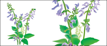 La mdecine chinoise  base de plantes - vecteur Danxiong