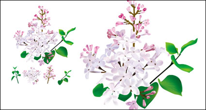 La mdecine chinoise  base de plantes - Lilas vecteur d