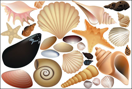 Vector coquille colore