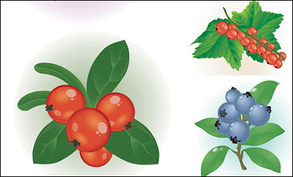 Vecteur de petits fruits rouges