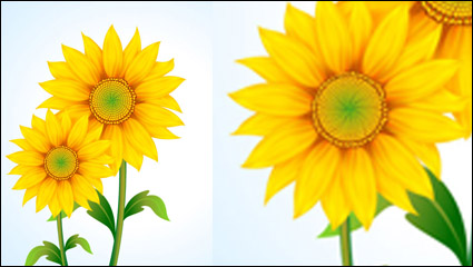 Beau matriel vecteur de tournesol