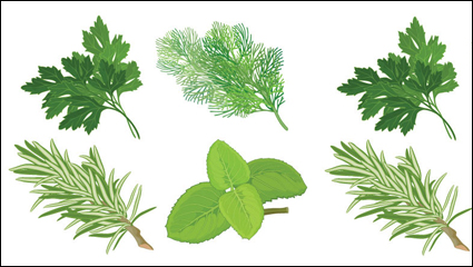 Chinoise  base de plantes feuillage 04 - vecteur