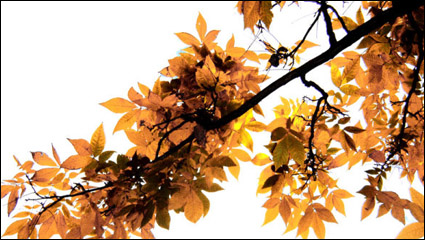 Belle Feuille d