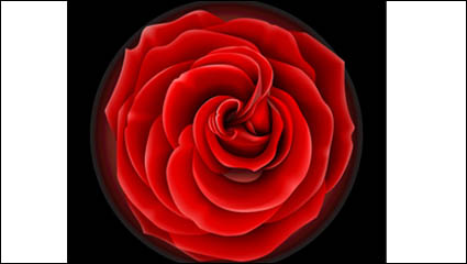 Vecteur matriel Roses