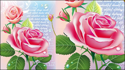 Belles roses 03 - vecteur