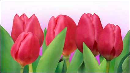 Tulipes lumineuses 01 - vecteur