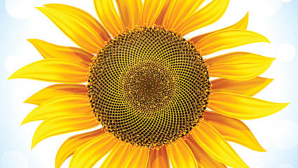 Tournesol 05 - vecteur