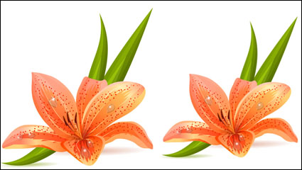 Lily vecteur matriel