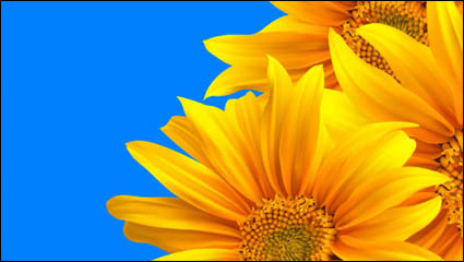 Tournesol raliste - vecteur