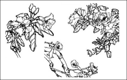 Dianthus superbus, Costas, West House Begonia, Aegiceras, des fleurs de radis