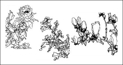 glycine, pche, Hortensia, Begonia