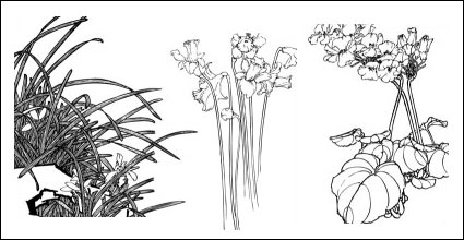 Plum, camlia, cymbidium, jonquilles enfant, magnolia, abricot