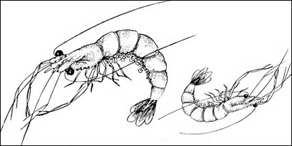 Vecteur de homard