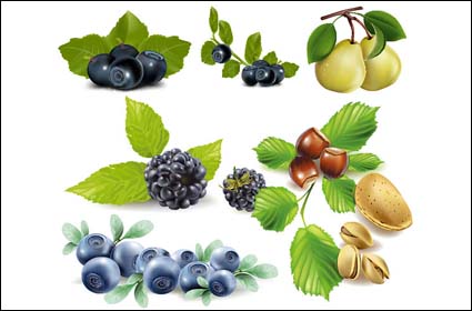 Les fruits, les bleuets, poires, pistaches, châtaignes vecteur
