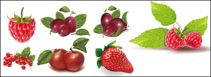 Grandes baies rouges, vecteur de fraises