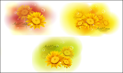 Jaune Chrysanthemum Dimorphotheca Matriaux Vector